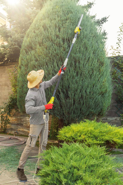  , USA Tree Services Pros